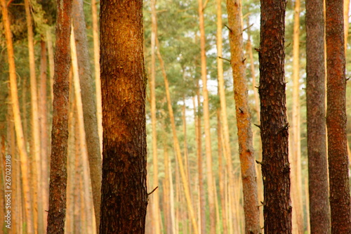 Fototapeta Naklejka Na Ścianę i Meble -  Forest