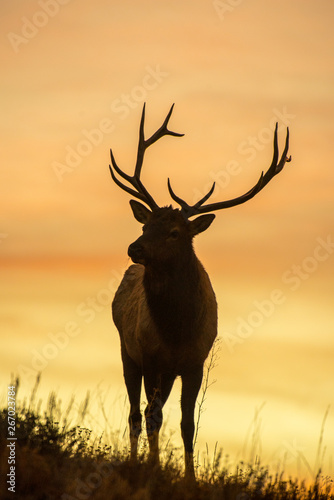 Silhouetted Bull Elk during sunrise