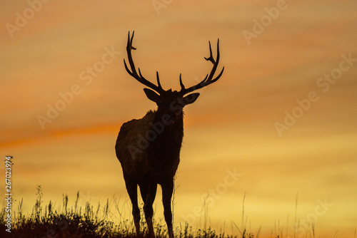 silhouette of deer