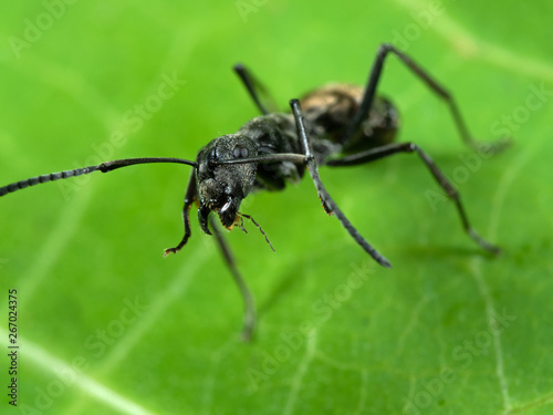 Macro Photo of Golden Weaver Ant on Green Leaf © backiris