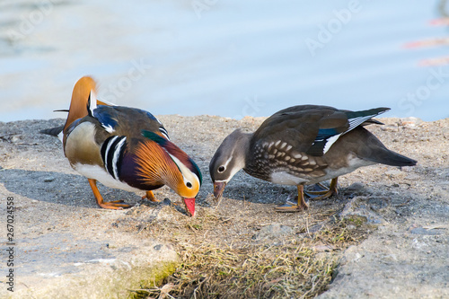 Beautiful pair of mandarin ducks (Aix galericulata) looking for food on a wall with water in background photo
