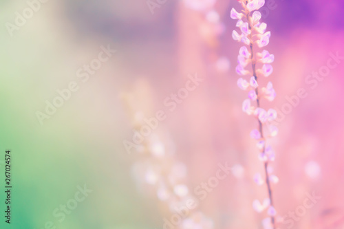 soft focus colorful  grass flower spring nature outdoor photo relax background