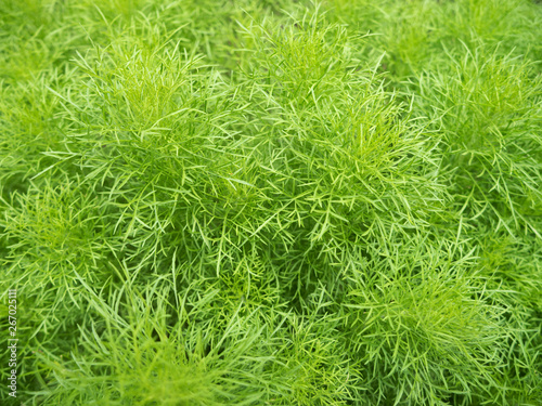 Bright green bushy plant background