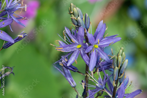 Camas Flowers in Bloom in Springtime photo