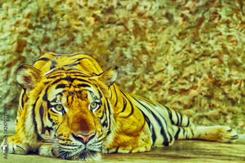 Tiger  laying down on the floor  ,animal theme background 