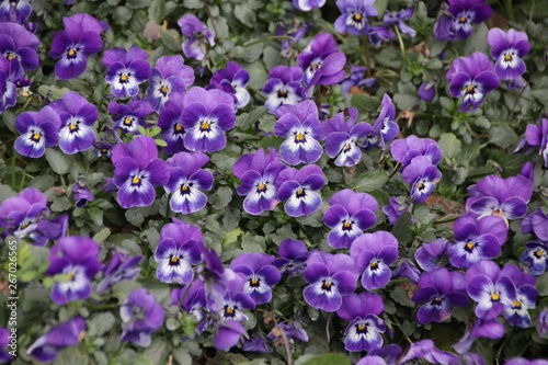 Blooming Purple Wild Flowers Meadow