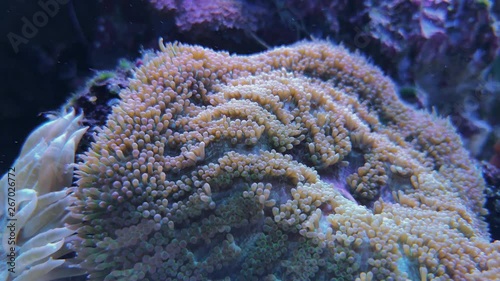Plerogyra sinuosa bubble-tip soft coral in tank photo