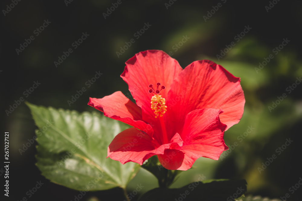 Close up of red Hibiscus rosa-sinensis Close up of red Hibiscus rosa-sinensis