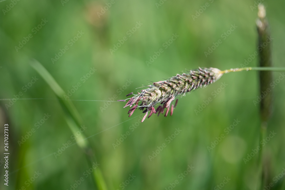 Foxtail Inflorescence in Springtime