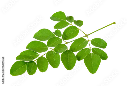 Moringa oleifera leaf isolated on white photo