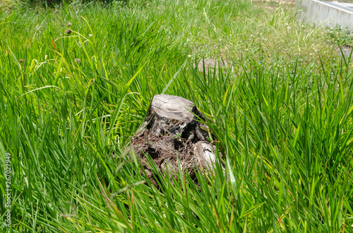 Dried Tree Stump Among Grass photo