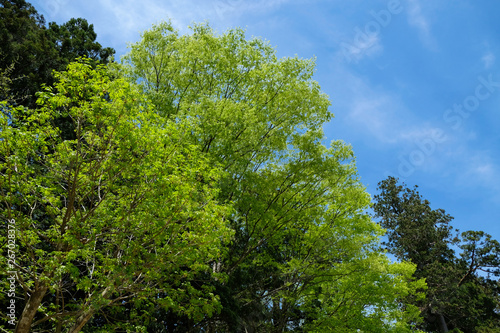 青空と樹木 © mochi