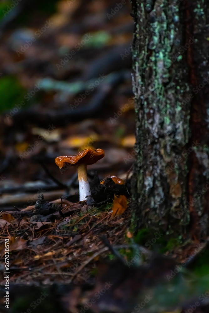 Wild fruiting mushroom/ toadstool (boletus) with shiny wet yellow brown cap growing above ground in soil in rainy woodland forest during autumn/fall season. Umbrella shaped fungi, organic growth. Wild fruiting mushroom/ toadstool (boletus) with shiny wet yellow brown cap growing above ground in soil in rainy woodland forest during autumn/fall season. Umbrella shaped fungi, organic growth.