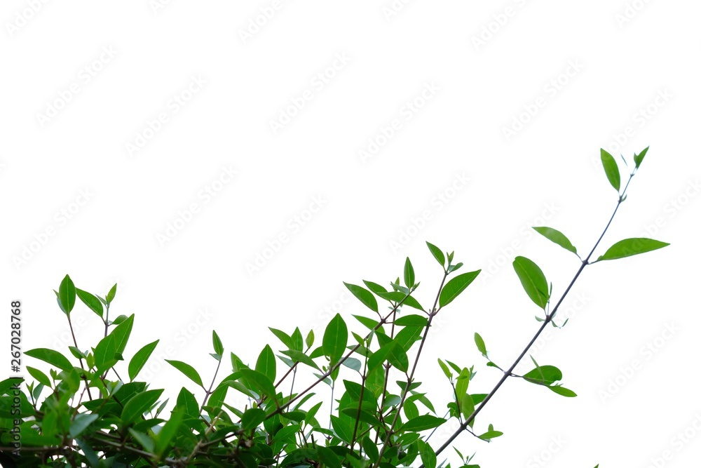 Young tropical plant leaves with branches growing in a garden on white isolated background for green foliage backdrop Young tropical plant leaves with branches growing in a garden on white isolated background for green foliage backdrop