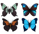  isolated, butterflies, fly, set, collection
