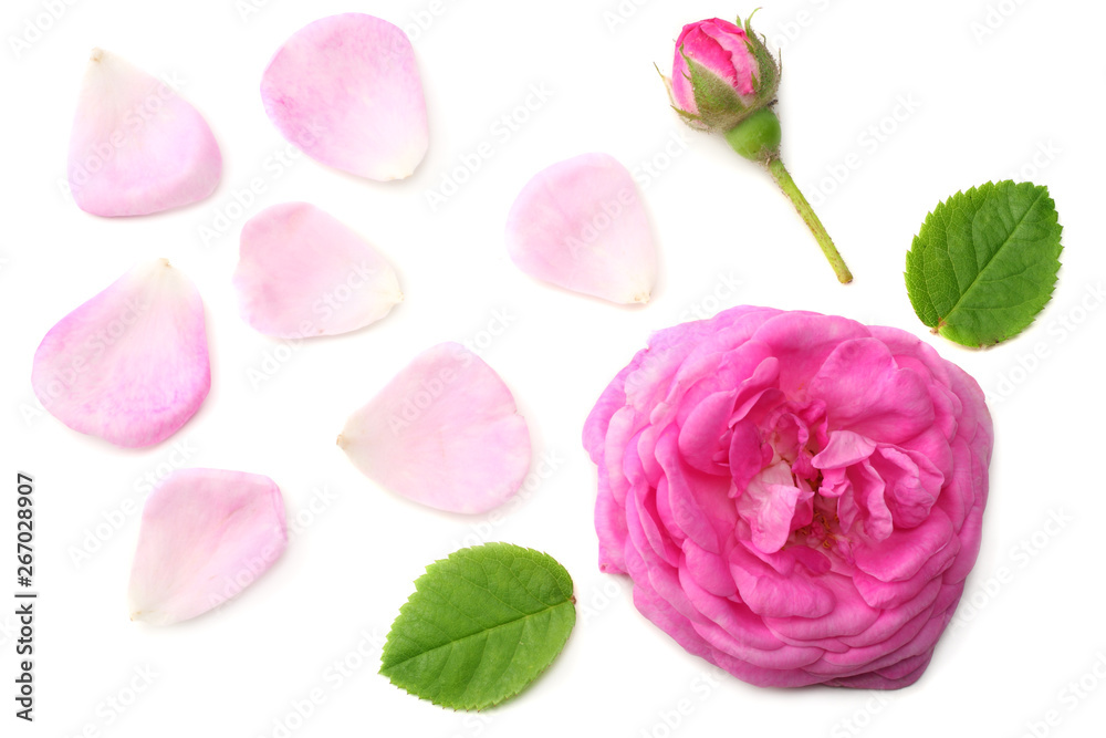 Pink rose flower head isolated on white background. top view Pink rose flower head isolated on white background. top view