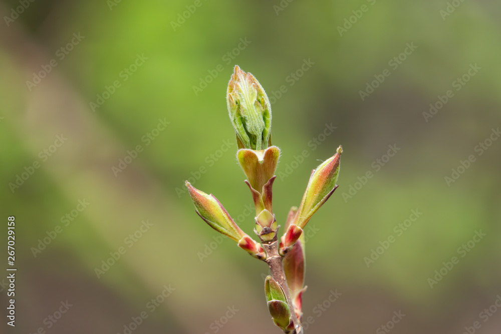 Maple Leaves Sprouting in Springtime Maple Leaves Sprouting in Springtime