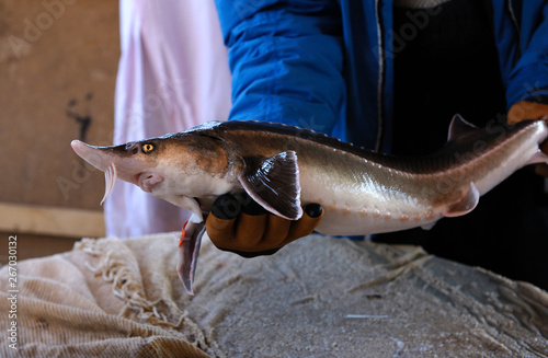 At a fishery: worker holding adult sturgeon growing in a hatchling pond photo