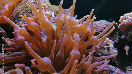 Underwater footage. Soft corals with bubbles
