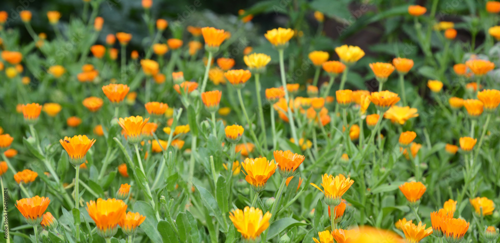 Calendula officinalis or Pot Marigold, Common Marigold, Scotch Marigold, Ruddles, Pot Marigold Panorama Photo