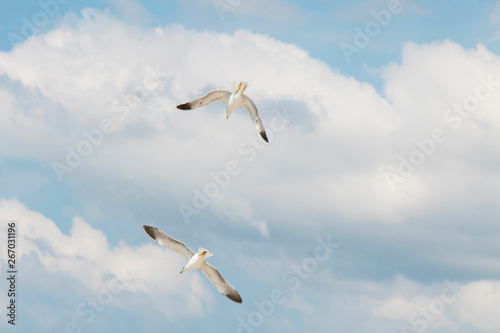 Two seagulls flying in the brigh blue sky with white clouds
