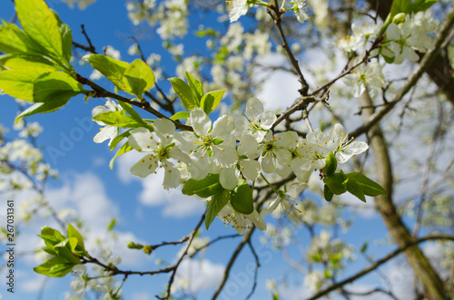 tree blooms in spring. blooming tree against the blue sky. spring background