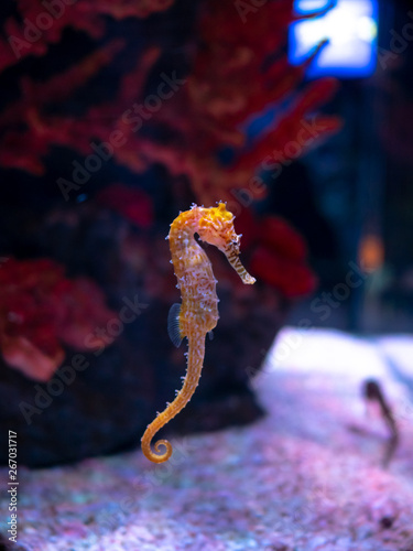 Sea horse in aquarium. These seahorses live in the warm seas around Indonesia, Philippines and Malaysia.