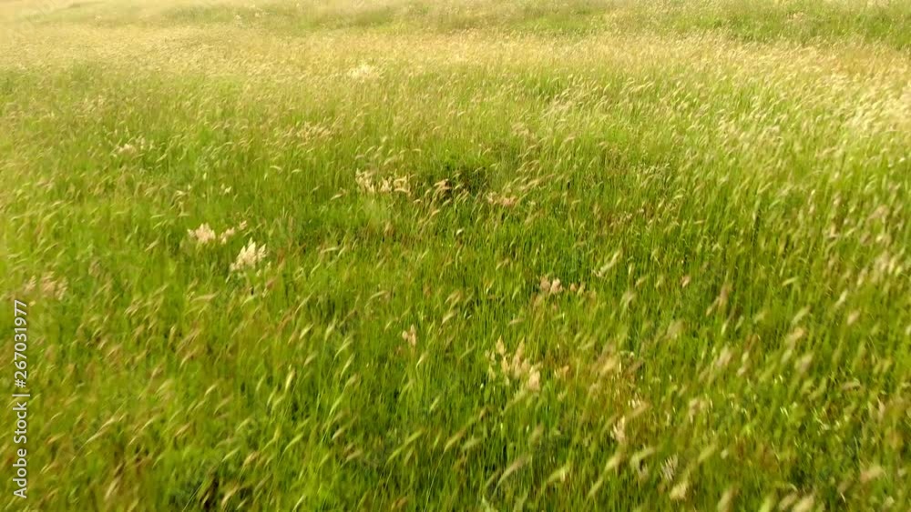 Soft ears of hordeum murinum field moving by wind of a sunny spring day - Aerial view Soft ears of hordeum murinum field moving by wind of a sunny spring day - Aerial view