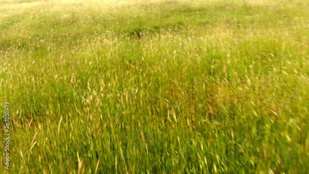 Soft ears of hordeum murinum field moving by wind of a sunny spring day - Aerial view Soft ears of hordeum murinum field moving by wind of a sunny spring day - Aerial view