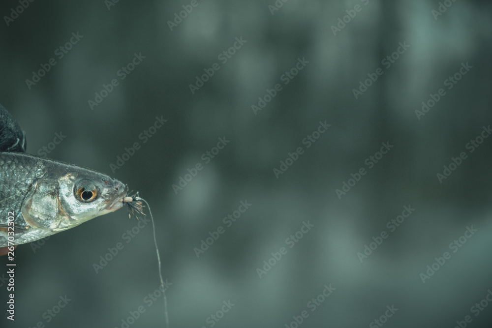 The little fish with a dry fly attached to the mouth The little fish with a dry fly attached to the mouth