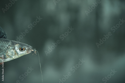 The little fish with a dry fly attached to the mouth