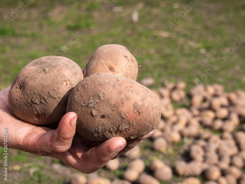 Organic potatoes in the hands of a female farmer before planting.