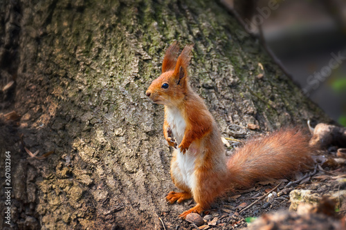 Close-up of a red squirrel on tree