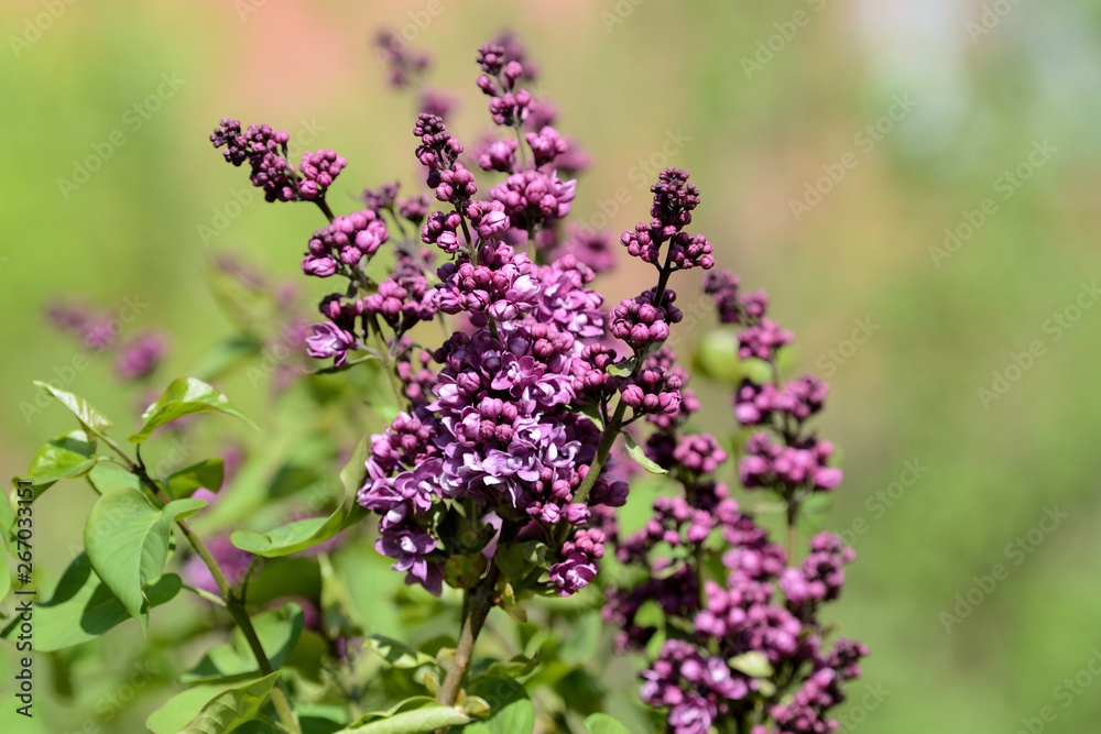 Beautiful lilac begins to bloom in the garden on a bright sunny spring day Beautiful lilac begins to bloom in the garden on a bright sunny spring day