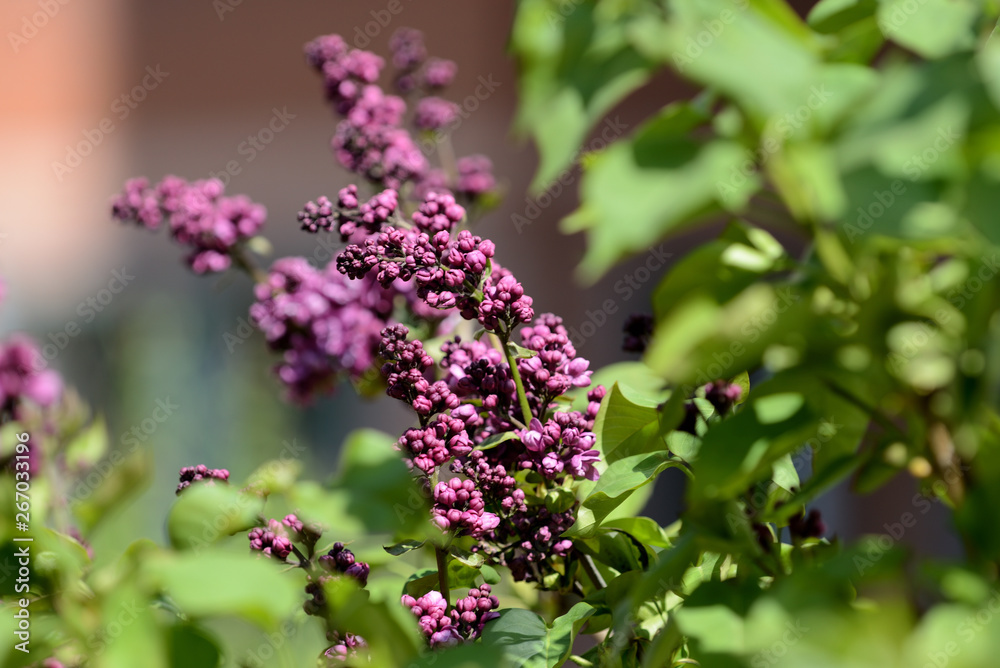 Beautiful lilac begins to bloom in the garden on a bright sunny spring day Beautiful lilac begins to bloom in the garden on a bright sunny spring day