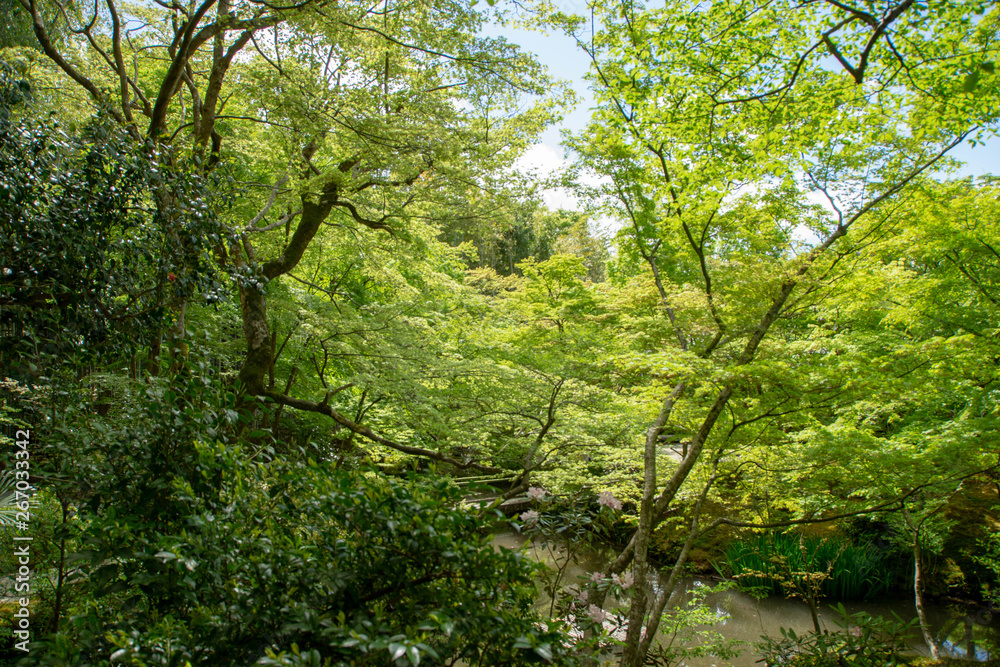  Kyoto is fresh green