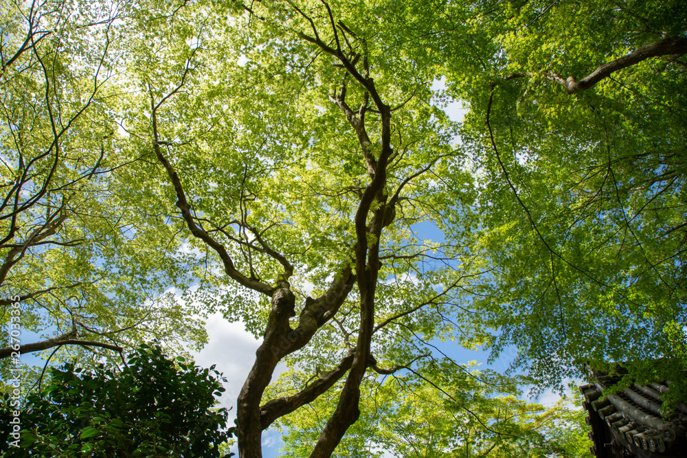 Fototapeta premium Kyoto is fresh green