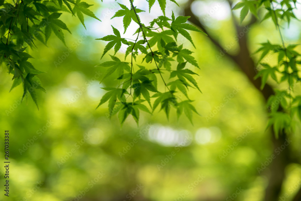 Kyoto is fresh green Kyoto is fresh green