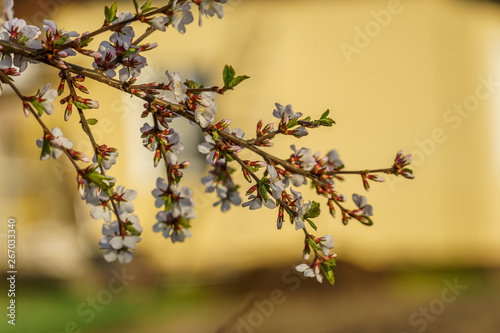 cherry blossom branch, selective focus