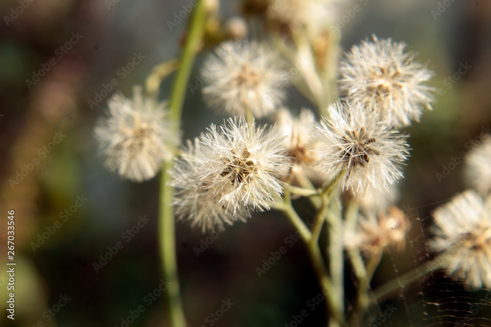 thistle in bloom thistle in bloom