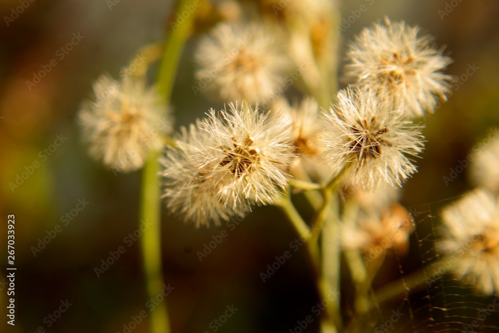 yellow flowers in spring