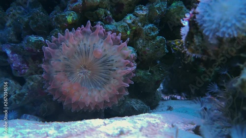 Plate coral with bubbles purple tips tentacles