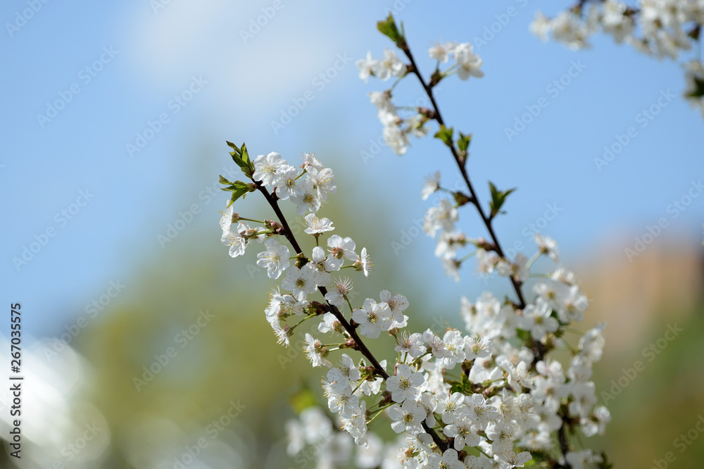 Beautiful cherry tree blooming on a bright spring day Beautiful cherry tree blooming on a bright spring day