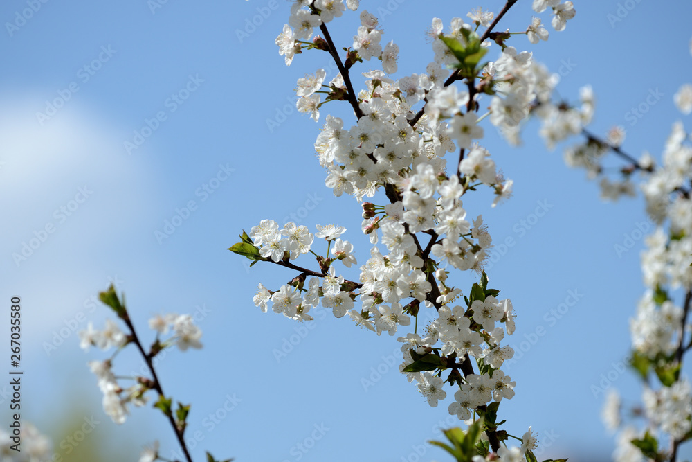 Beautiful cherry tree blooming on a bright spring day Beautiful cherry tree blooming on a bright spring day