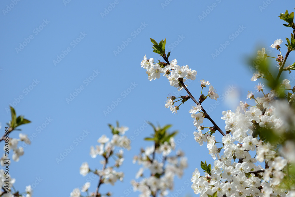 Beautiful cherry tree blooming on a bright spring day Beautiful cherry tree blooming on a bright spring day