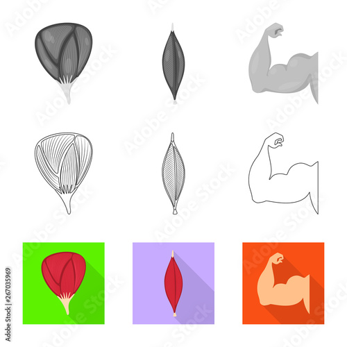 Vector design of fiber and muscular logo. Collection of fiber and body  vector icon for stock.
