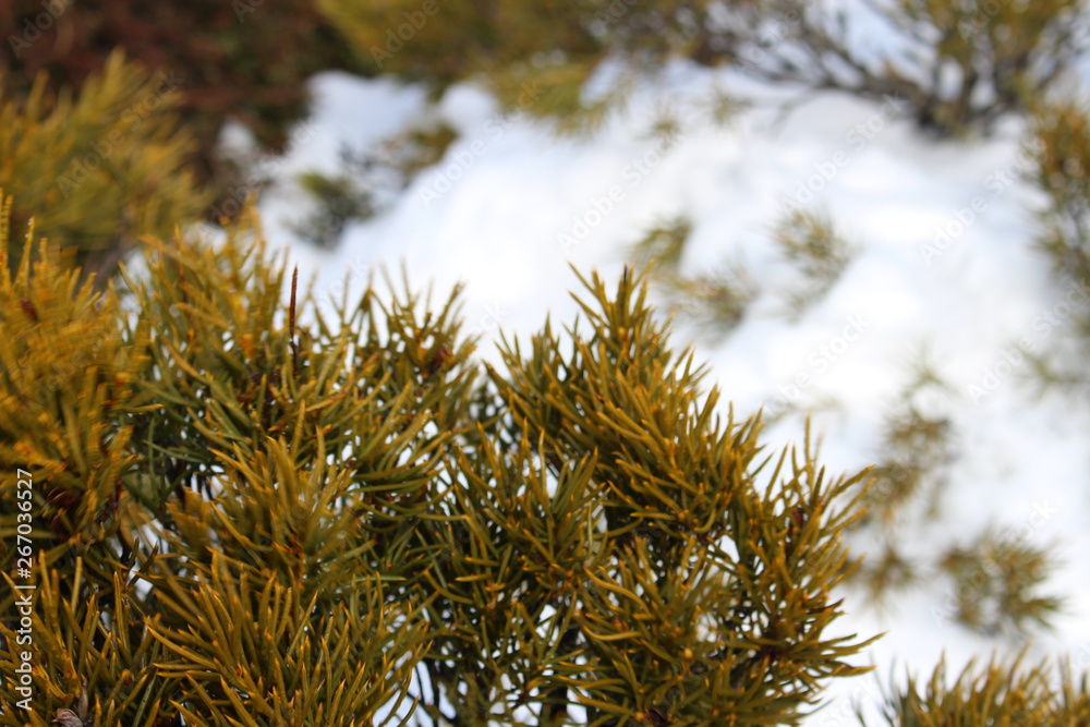 Australian bushes in snow in Hobart Tasmania Australian bushes in snow in Hobart Tasmania