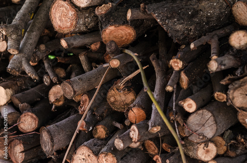 Firewood harvested for heating in winter.