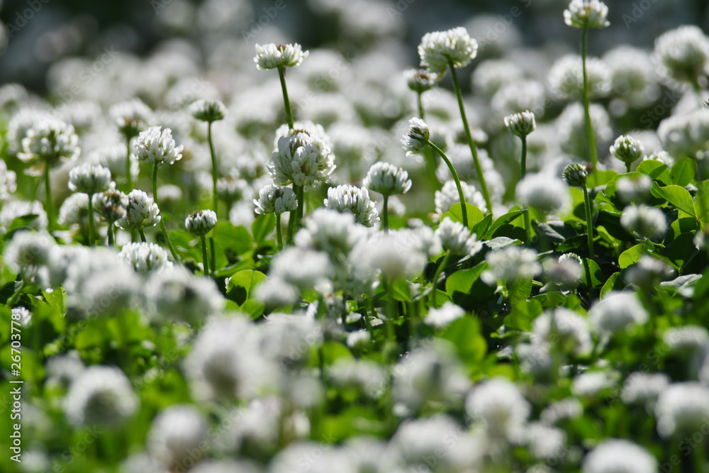 クローバーの白い花