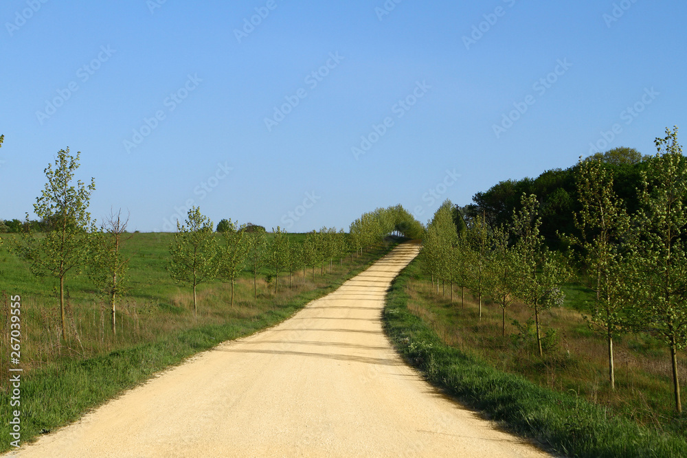 Yellow sand road on country side with green trees at summer on blue sky background